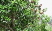 凤山油茶