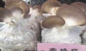 桑枝秀珍菇