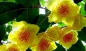 天峨县野生金花茶
