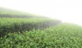龙州乌龙茶