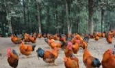 八角香鸡