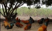 东门鸡