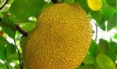 凭祥菠萝蜜