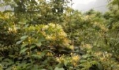 镇圩瑶族金银花