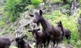 马山黑山羊