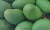 延安镇东升、红升优质南瓜