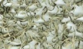 横县南山白毛茶