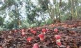 容县浪水红香菇