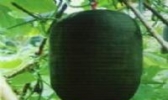 玉州黑皮冬瓜