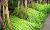 博白蕹菜