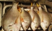 海腊鱼