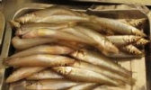 沙箭鱼