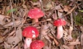 浦北红椎菌