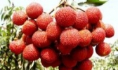 钦州红荔
