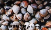 钦州文蛤