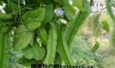 灵山四棱豆