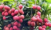 黑叶荔