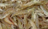 钦州对虾