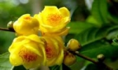 防城金花茶