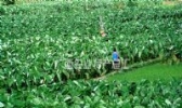 全州槟榔芋