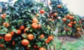 荔浦砂糖桔