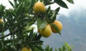 中庸夏橙