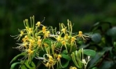 资源金银花