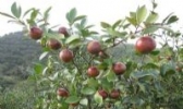 龙胜油茶