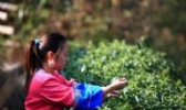 龙脊茶叶