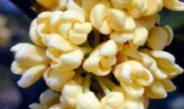 干桂花