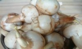 平乐茨菇