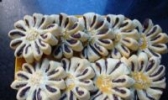 玉米酥