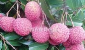 香山鸡嘴荔枝