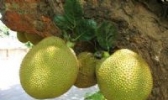 涠洲木菠萝