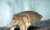乌贼