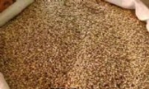 白沙胡椒