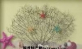 贝壳系列产品