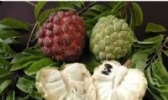番荔枝