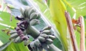 芭蕉