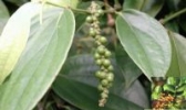 胡椒