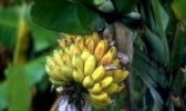 海南芭蕉