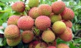 屯昌荔枝
