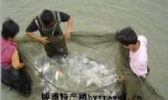 屯昌罗非鱼