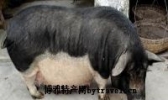 屯昌黑猪