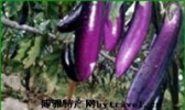 枫木红茄
