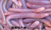 光村沙虫