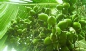 琼中槟榔