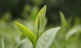 水满茶