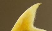 鱼 翅
