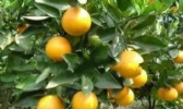 长寿夏橙